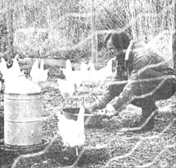 
Your duties as a hired hand on a farm might include feeding chickens.
